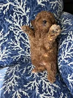 Sebastian , a male Poodle - Toy  for sale in Houston, TX – 3 of 7