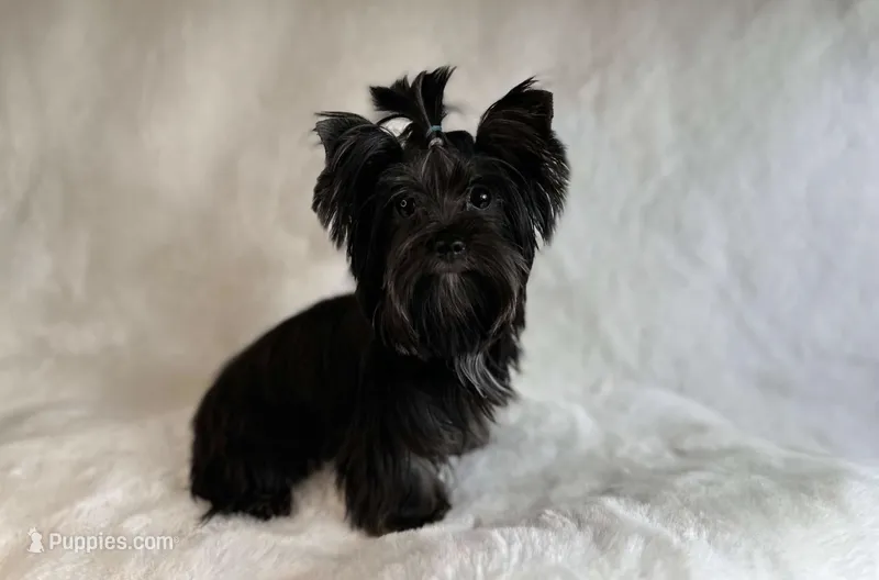 Tcup – Yorkshire Terrier puppy for sale in Houston, TX