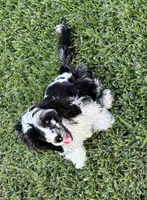 Bridge , a male Cockapoo for sale in Houston, TX – 2 of 10