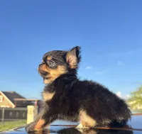 AKC Carter , a male Chihuahua for sale in Houston, TX – 5 of 7