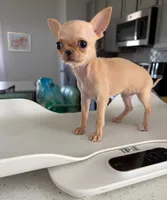 Full AKC Micro Apple head, a female Chihuahua for sale in Houston, TX – 3 of 10