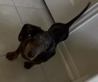 Dapple , a male Miniature Dachshund for sale in Houston, TX – 4 of 10