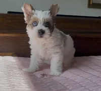 Blue eyes , a female Yorkshire Terrier for sale in Houston, TX – 5 of 10