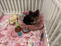 AKC Barkmont, a male Yorkshire Terrier for sale in Houston, TX – Photo 5 of 9