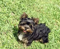 AKC Barkmont, a male Yorkshire Terrier for sale in Houston, TX – Photo 3 of 9