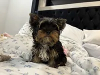 AKC Barkmont, a male Yorkshire Terrier for sale in Houston, TX – Photo 4 of 9