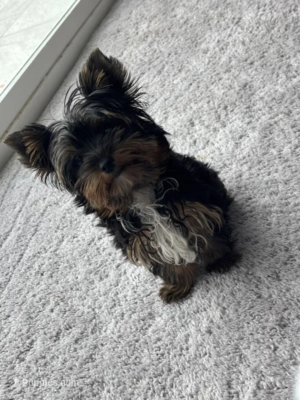 AKC Barkmont – Yorkshire Terrier puppy for sale in Houston, TX