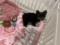 AKC Barkmont, a male Yorkshire Terrier for sale in Houston, TX – Photo 8 of 9