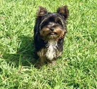 AKC Barkmont, a male Yorkshire Terrier for sale in Houston, TX – Photo 6 of 9