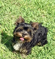 AKC Barkmont, a male Yorkshire Terrier for sale in Houston, TX – Photo 7 of 9