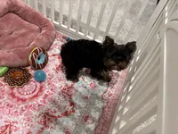AKC Barkmont, a male Yorkshire Terrier for sale in Houston, TX – Photo 2 of 9