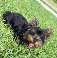 AKC Barkmont, a male Yorkshire Terrier for sale in Houston, TX – Photo 9 of 9