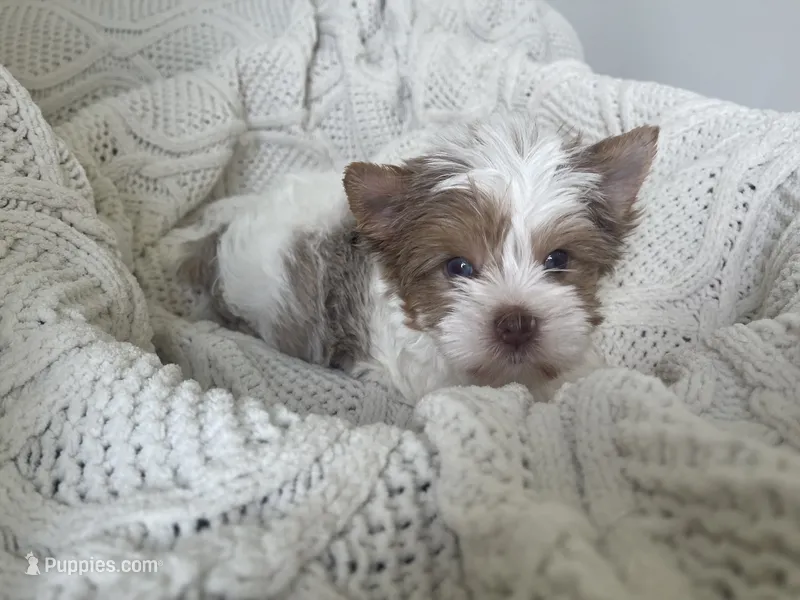 Denali, a male Yorkshire Terrier for sale in Houston, TX – 1 of 10