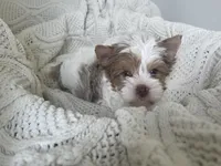 Denali, a male Yorkshire Terrier for sale in Houston, TX – 1 of 10