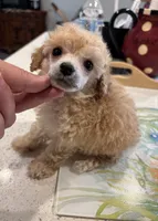 Micro Tcup , a male Poodle - Toy  for sale in Houston, TX – 6 of 6