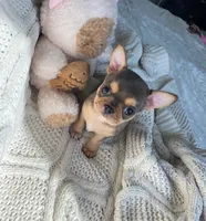 AKC Merle , a male Chihuahua for sale in Houston, TX – 3 of 10
