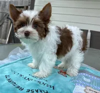 AKC , a male Yorkshire Terrier for sale in Houston, TX – 2 of 9