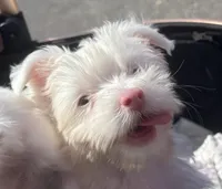 Blue Eyes, a female Yorkshire Terrier for sale in Houston, TX – Photo 3 of 8