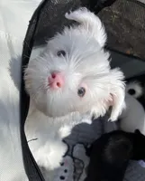 Blue Eyes, a female Yorkshire Terrier for sale in Houston, TX – Photo 6 of 8