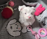 Blue Eyes, a female Yorkshire Terrier for sale in Houston, TX – Photo 5 of 8