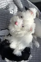 Blue Eyes, a female Yorkshire Terrier for sale in Houston, TX – Photo 1 of 8