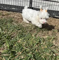 Blue Eyes, a female Yorkshire Terrier for sale in Houston, TX – Photo 8 of 8