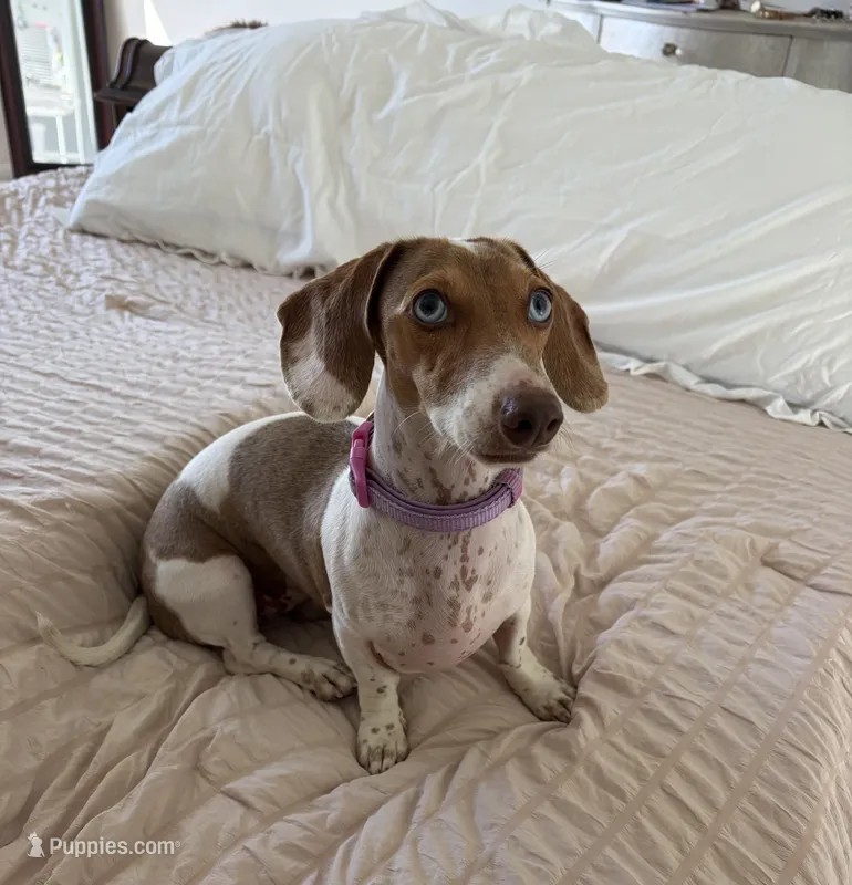 AKC Cinnamon  – Miniature Dachshund puppy for sale in Houston, TX