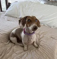 AKC Cinnamon , a female Miniature Dachshund for sale in Houston, TX – 1 of 10