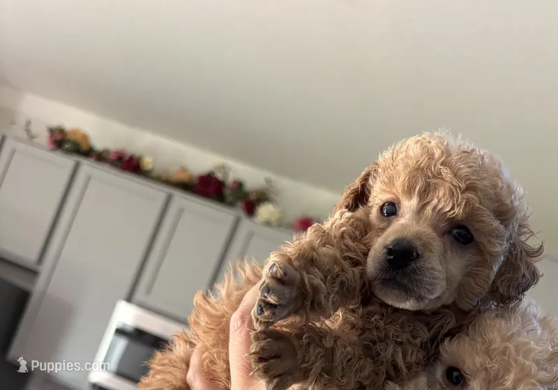 Spencer – Poodle - Toy  puppy for sale in Houston, TX