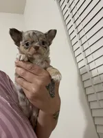 AKC Biscuit , a male Chihuahua for sale in Houston, TX – 8 of 9