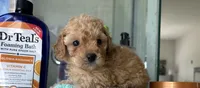 Hanna , a female Poodle - Toy  for sale in Houston, TX – 5 of 10