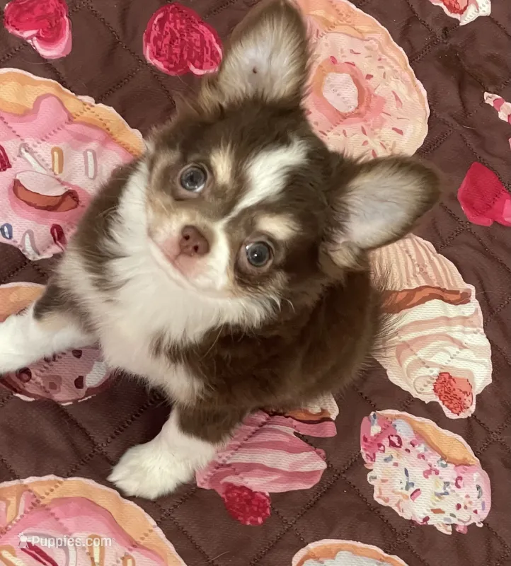 AKC Windsor  – Chihuahua puppy for sale in Houston, TX