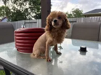 Red, a male Poodle - Toy  for sale in Houston, TX – 2 of 10