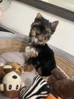 AKC Dollface, a male Yorkshire Terrier for sale in Houston, TX – 8 of 10