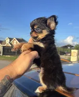 AKC Carter , a male Chihuahua for sale in Houston, TX – 7 of 7
