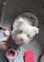 Princess , a female Yorkshire Terrier for sale in Houston, TX – Photo 3 of 6