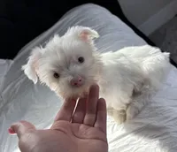 Princess , a female Yorkshire Terrier for sale in Houston, TX – Photo 5 of 6