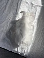 Princess , a female Yorkshire Terrier for sale in Houston, TX – Photo 6 of 6