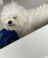 Lily , a female Bichon Frise for sale in Houston, TX – 4 of 7
