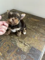 Chocolate , a male Yorkshire Terrier for sale in Houston, TX – 2 of 6
