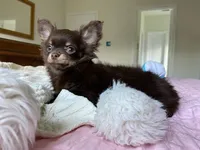 AKC Manolo, a male Chihuahua for sale in Houston, TX – 3 of 8