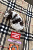 AKC Bristol , a female Yorkshire Terrier for sale in Houston, TX – 7 of 7
