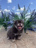 AKC Bliss, a male Chihuahua for sale in Houston, TX – 9 of 10