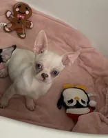 Blu , a male Chihuahua for sale in Houston, TX – 2 of 9