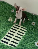 Ollie , a male Chihuahua for sale in Houston, TX – 2 of 9