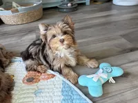 Donut , a male Yorkshire Terrier for sale in Houston, TX – 1 of 4