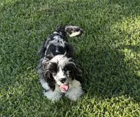 Bridge , a male Cockapoo for sale in Houston, TX – 5 of 10