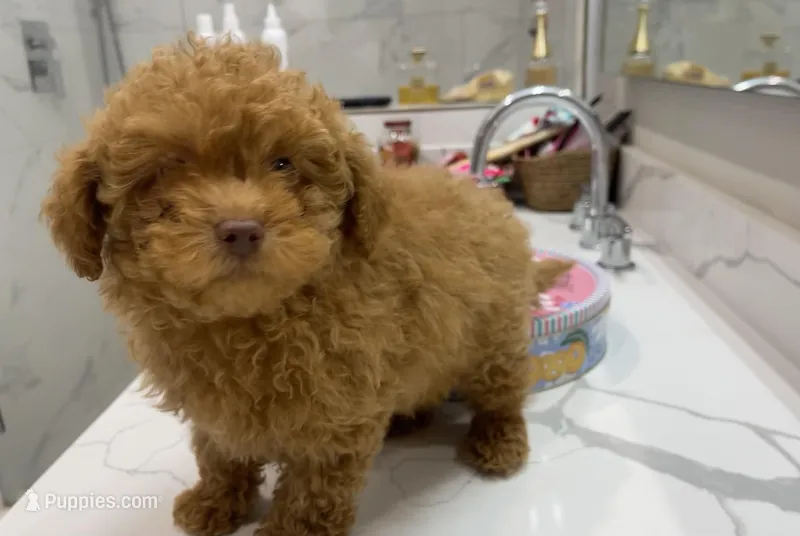 Green Eyes , a male Poodle - Toy  for sale in Houston, TX – Photo 1 of 8