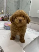 Green Eyes , a male Poodle - Toy  for sale in Houston, TX – Photo 7 of 8