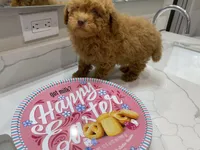 Green Eyes , a male Poodle - Toy  for sale in Houston, TX – Photo 6 of 8